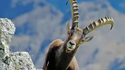 Éjszakai életmódra tért át egy ikonikus alpesi faj 