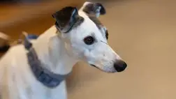 Öregedésgátló tablettát fejlesztettek ki kutyáknak 