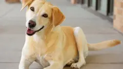 Még mindig rejtély, miért csóválják a kutyák a farkukat