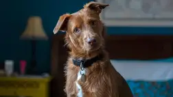 Rejtélyes a kutyák viselkedése: ezért döntik meg a fejüket 