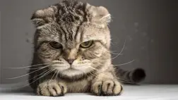 Ezért bolondul meg a macska, ha meghallja ezt a bizonyos hangot