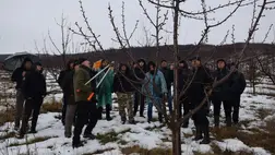 Metszésbemutató, anno, a Somi-hegyen