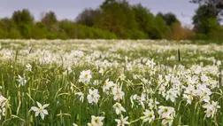 A veszélyes természet évszaka: mérgező tavaszi virágokat mutatunk 