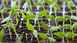 Palántanevelés (1.): a palántaföld kiválasztása, tápanyagellátása, öntözése