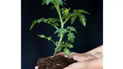 A hajtatási paradicsom kiültetése