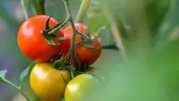 Különös trükk a paradicsomban, amivel leszámolhatunk a szalmonellával