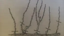 Metszés után a szőlőben