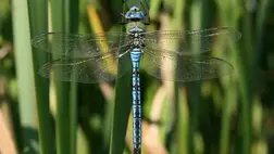 Japán kutatók a szitakötők mintájára készítenek repülőgépet