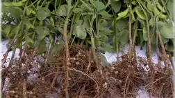 A szója termesztése (2.)