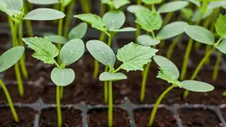 A fóliás uborka palántaneveléséről