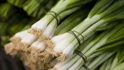 A tavasz legfrissebb zöldsége és gyógynövénye: az újhagyma 