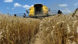 Románia volt ebben a szezonban az ukrán búzaexport második legnagyobb értékesítési piaca