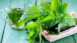 10 vízhajtó gyógynövény veseelégtelenség ellen