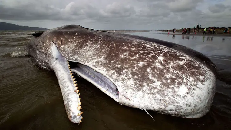 Tömeges bálnapusztulás Ausztrália partjainál