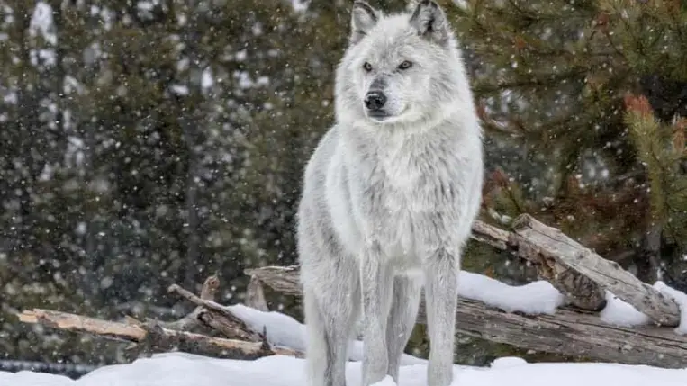 Farkasok után is kutathatnak a méreg- és tetemkereső kutyákkal