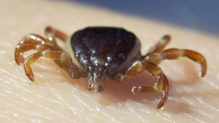 Nem várt veszély fenyeget ősszel az erdőkben