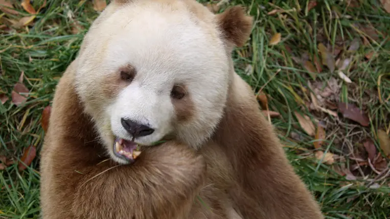 Mesterséges megtermékenyítéssel fogant óriáspandabocs született Kínában