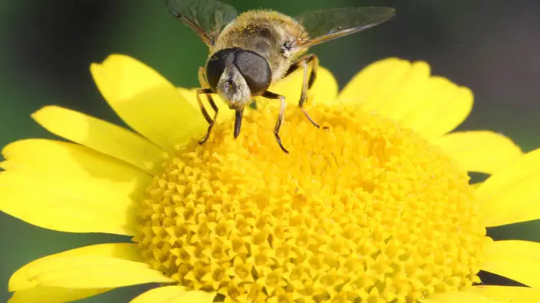 Kihalás fenyeget egy fontos beporzót