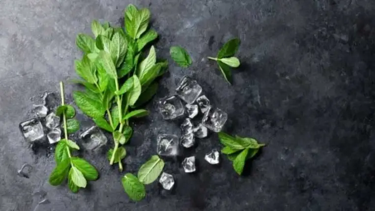 A menta gyógyító hatásai