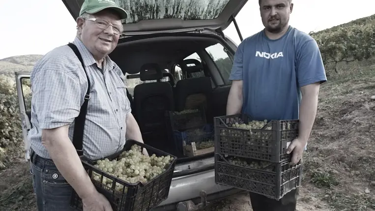 Az átlagosnál alacsonyabb a must cukorfoka - Szüret előre hozva. Fotó: Kovács Elemér