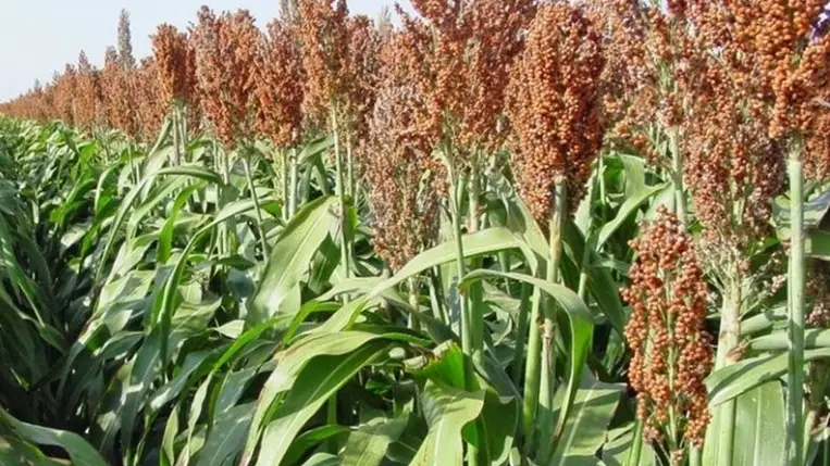 Az egészséges növény jobban bánik a vízzel