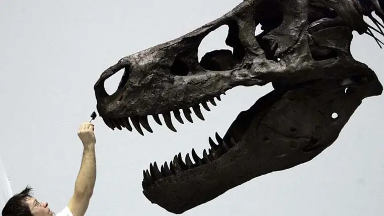 Tyrannosaurus rex-koponyát árvereznek el New Yorkban