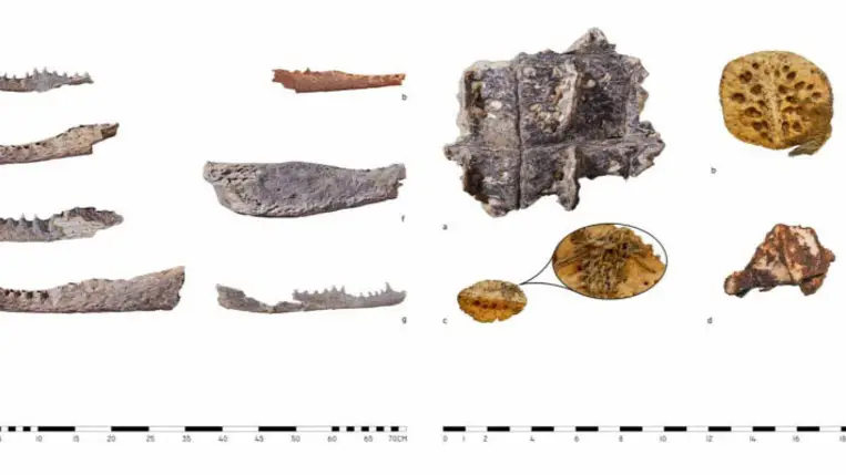 Krokodilfejeket tettek ezeknek az egyiptomi nemeseknek a sírjába