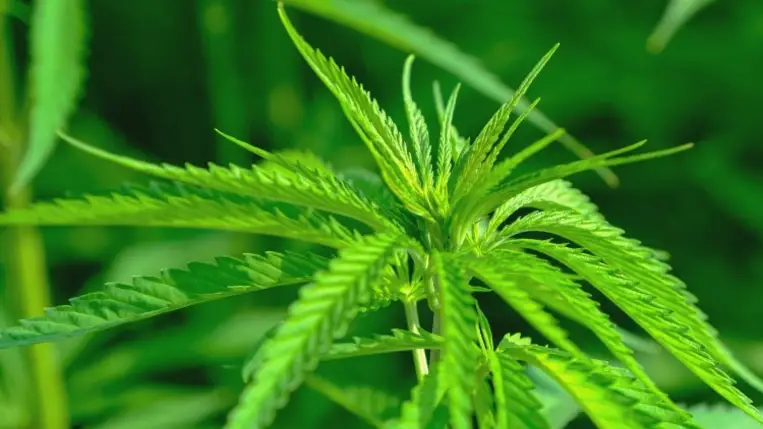 Kannabisz, kábítószer. Illusztráció