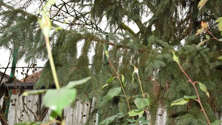 Korán virágzó gyümölcsfáinknál megszűnt a mélynyugalmi állapot