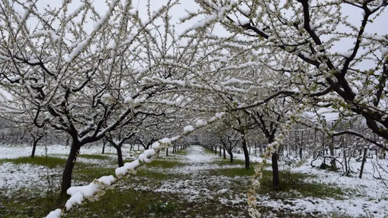 Csak azokon a korai gyümölcsfákon várható némi termés, amelyek a családi otthonok és egyéb épületek közelében a fagytól, a hótól némi védelmet kaptak. Fotó: Kárpátinfo/Kovács Elemér