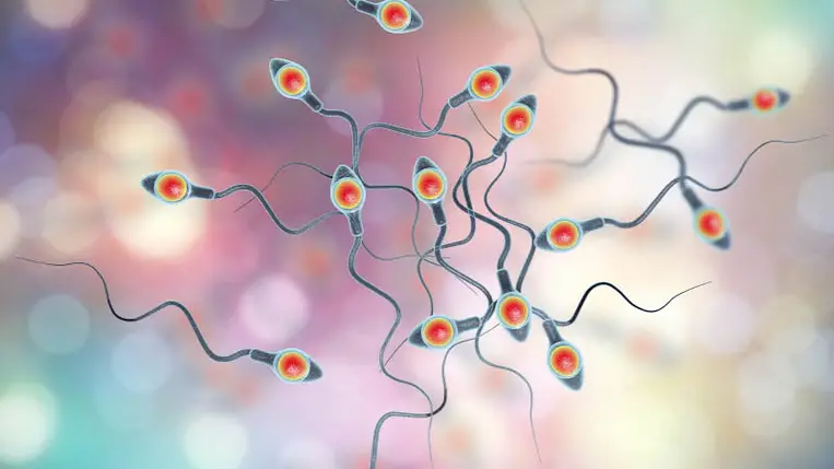 Magyar kutatók találták meg a férfi meddőség okát