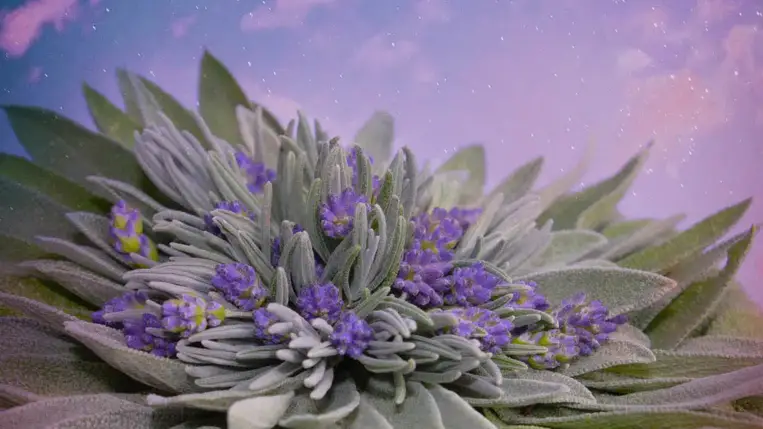  Ez a gyógynövény a „halhatatlanság füve” 