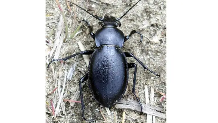 Hajlamosak vagyunk azt hinni, hogy ha egy rovar („bogár”) megjelenik a gondozott kertjeinkben, akkor azokat azonnal irtani kell. Nos, ez egyáltalán nem így van!
