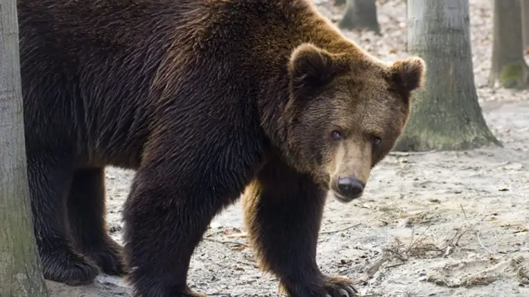 Barnamedve. Illusztráció. Fotó: MTI/Balázs Attila