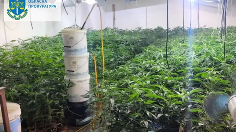 A lefoglalt felszerelések, valamint a kábítószerhez hasonló növények értéke előzetesen becslések szerint eléri a 3,7 millió hrivnyát. Fotó: Kárpátaljai Megyei Ügyészség