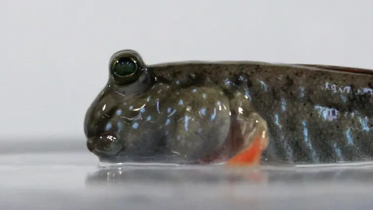 Szinte hihetetlen: kiderült, minek köszönhetjük a pislogás képességét 