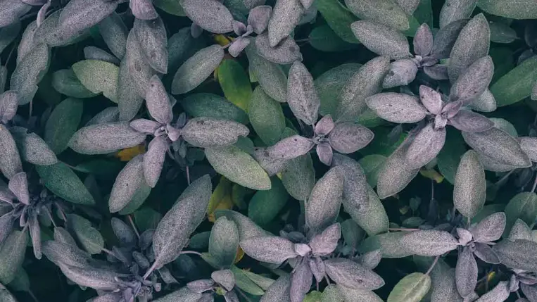  Egy gyógynövény, ami maga az egészség – Hihetetlen sok gyógyhatása van! 