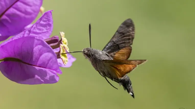 Hasznos növények és rovarok a kertjeinkben