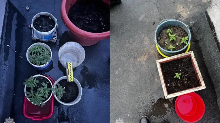 A 41 éves büntetett előéletű férfi edényekben termesztett marihuánát Ungváron. Fotó: Kárpátaljai Járőrszolgálat