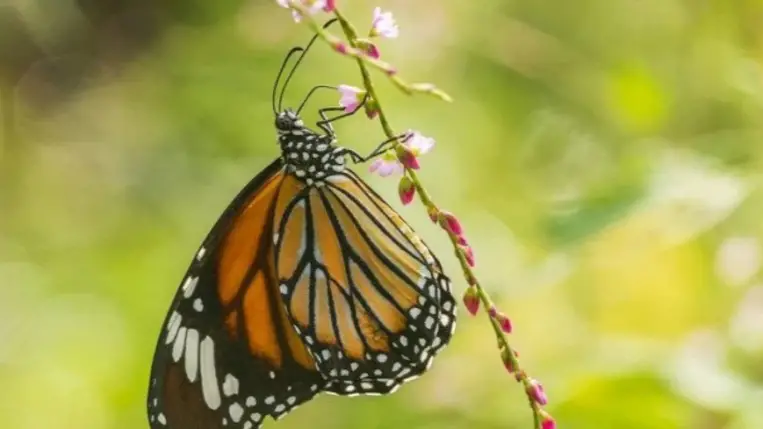 A szárnyakon lévő foltok javítják a lepkék repülési hatékonyságát