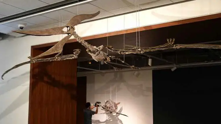 Négymillió dollárért kelt el egy repülő őshüllő csontváza