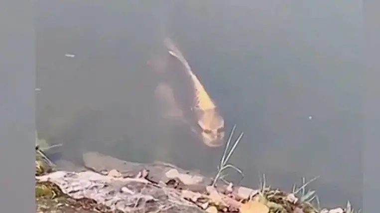 Horror: emberarcú lény emelkedett ki a tóból 