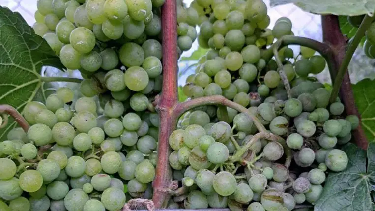 A szüreti munkákra mindig időben fel kell készülni, mert különben „körmünkre égnek” a munkák. 