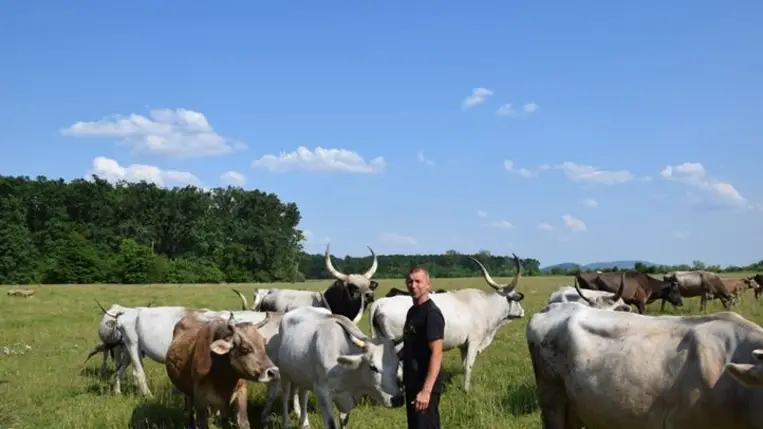 Szürke marha, birka, kecske egy csordában - Több lábon a túlélésért. Fotó: Kovács Elemér