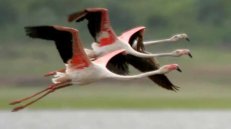 Ősi flamingótojás-kövületet fedeztek fel Mexikóban