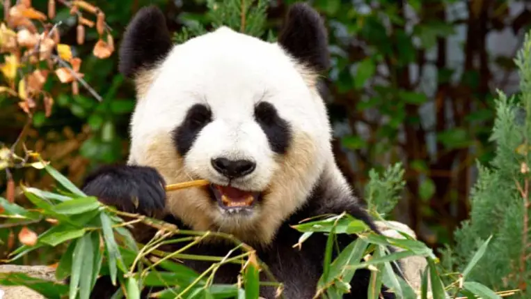 Egy óriáspandát is feláldoztak a kínai császár temetésén