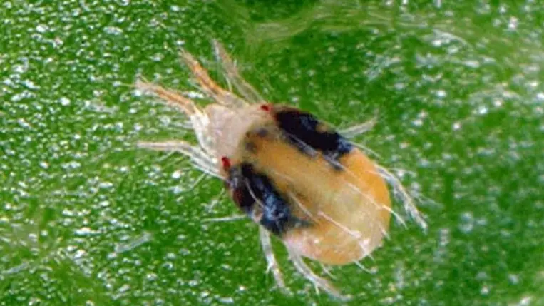 Időszerű kártevők megjelenése a zöldségtermesztésben (2.) - Takácsatkák és az ellenük való védekezés lehetőségei