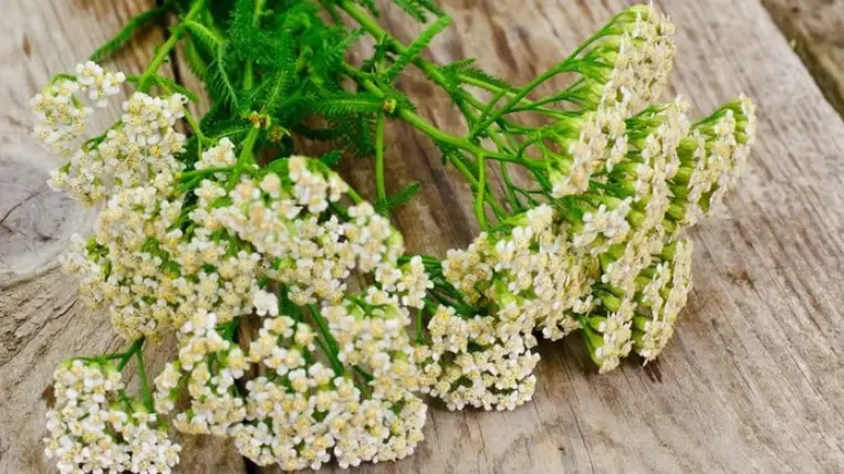 A cickafark egészségügyi hatásai