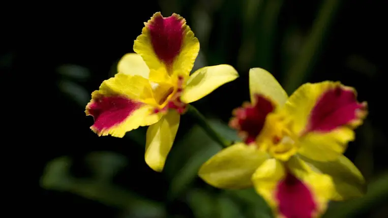 A virágos növények csaknem felét fenyegetheti a kihalás