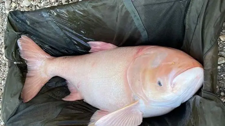 Hatalmas albínó halszörnyet fogtak ki a Dunából